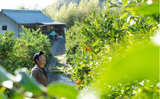 西田農園の西田さんは、高齢化が進む島の農業を守りたいという想いから農地を引き継ぎ、トマト、みかん、八朔などを育てています。