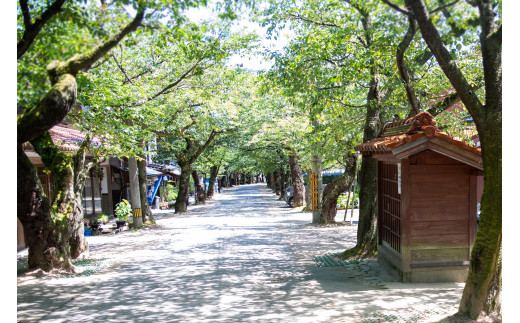 夏の桜並木通り。標高が約４７０メートルある新庄村、緑の時期は涼しく気持ちが良い