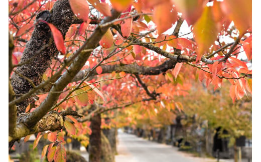 秋の新庄村。桜の紅葉が美しい。きのこがたっぷりお料理に反映される時期でもある