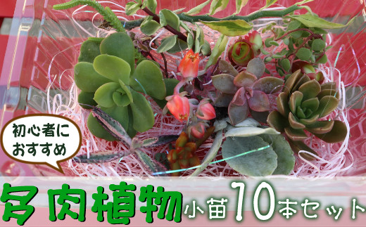 おすすめ 多肉植物のふるさと納税を探す ふるさとチョイス