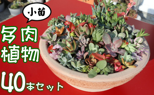 多肉植物の小苗４０本セット（４０種類アソート） - 高知県室戸市