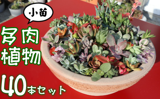 多肉植物の小苗４０本セット ４０種類アソート 高知県室戸市 ふるさとチョイス ふるさと納税サイト