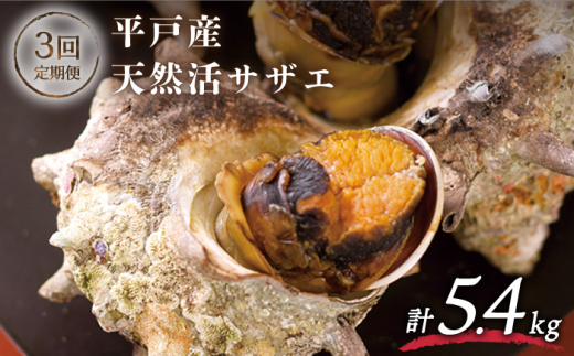 全3回定期便＞【平戸産を活きたまま】天然活 サザエ 計5.4kg（約1.8kg