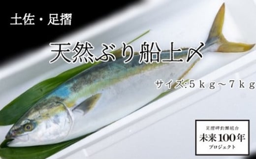 土佐 足摺天然ぶり船上〆 １本 5 7 8 高知県土佐清水市 ふるさと納税 ふるさとチョイス