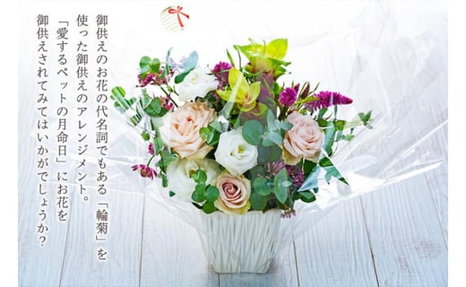 頒布会12回 八女のお花を使った 毎月の月命日に届くペットの御供え花 福岡県八女市 ふるさと納税 ふるさとチョイス