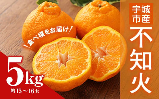 【先行予約】【2023年3月上旬～順次発送予定】宇城市産 不知火 約5kg（15～16玉）うちやま果樹園 柑橘 果物