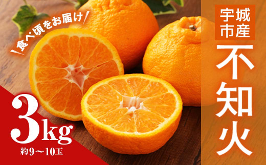 宇城市産 不知火 約3kg（9～10玉）うちやま果樹園 柑橘 果物