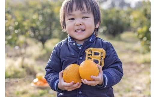 雲仙の大地で 育てた 自慢の『 紅八朔 』 10kg [森崎果樹園 長崎県