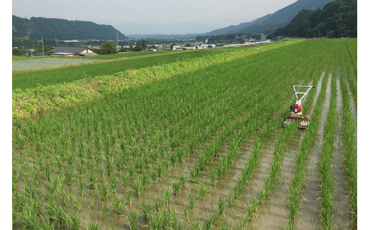 米 6回 定期便 つぶら野米 コシヒカリ 白米 5kg×6回 総計30kg [つぶら野米 山梨県 韮崎市 20741912] こめ コメ お米 精米  こしひかり