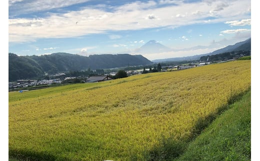 米 6回 定期便 つぶら野米 コシヒカリ 白米 5kg×6回 総計30kg [つぶら野米 山梨県 韮崎市 20741912] こめ コメ お米 精米  こしひかり