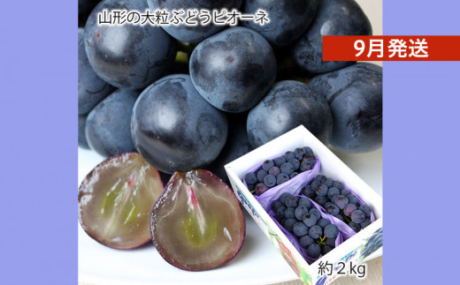 山形のぶどうピオーネ 秀品 約2kg(2～5房)[9月発送] 【令和7年産先行予約】FS24-649くだもの 果物 フルーツ 山形 山形県 山形市 2025年産