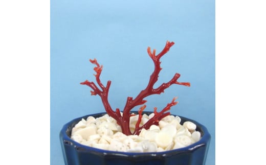 珊瑚職人館の珊瑚の原木・拝見・置物（g57） 787132 - 高知県宿毛市