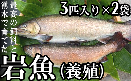 岩魚 養殖 鳥取県倉吉市 ふるさとチョイス ふるさと納税サイト