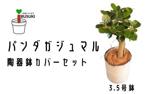 観葉植物】前園植物園と指宿の陶芸家がコラボ！パンダガジュマル3.5号