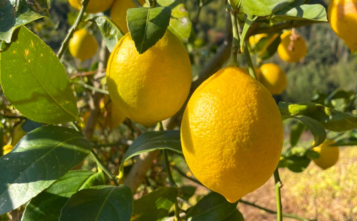 宇城市産 マイヤーレモン 約3kg（12～20玉前後）レモン×オレンジ うちやま果樹園 柑橘 果物