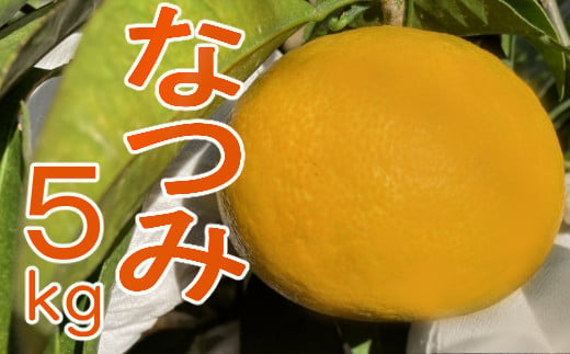 柑橘　産地直送　数量限定　果物　みかん　なつみ５ｋｇ＼西山台地産／