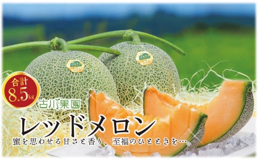 【先行予約】甘～い贅沢「特選甘熟レッドメロン」どっさり8.5kg!!　YH024
