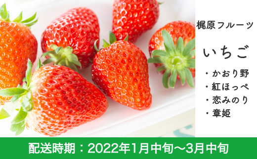 H111 梶原フルーツいちご かおり野 紅ほっぺ 恋みのり 章姫 1月 ３月お届け 福岡県うきは市 ふるさと納税 ふるさとチョイス