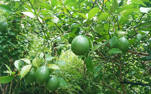 樹上完熟させたレモンは酸味が減るため、より甘く感じることができます。