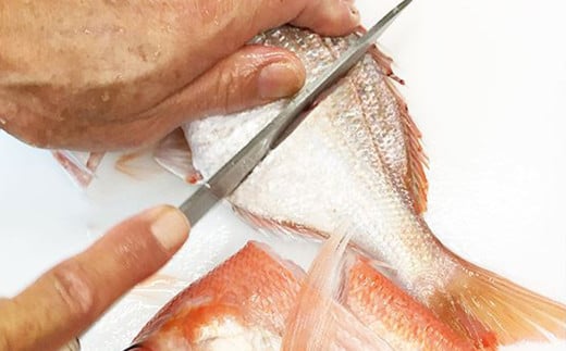 魚の内臓やウロコは下処理済み。お好みの大きさにカットして煮込むだけ。
