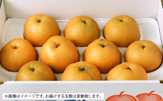  熊本県産 新興梨 5kg 7玉～16玉