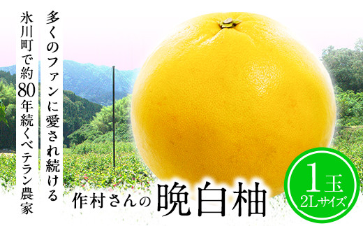 [先行予約]作村果樹園の晩白柚 1玉(2Lサイズ) [12月下旬-1月末頃出荷]果物 フルーツ ザボン 熊本 特産品