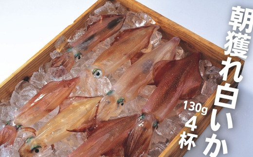 島獲れ白いか ブランドイカ 白いか130g 4杯セット 島根県海士町 ふるさとチョイス ふるさと納税サイト