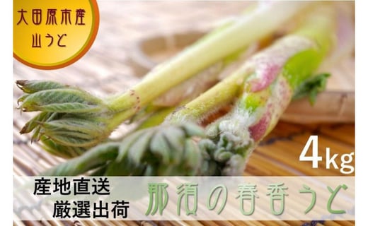 ＜期間限定＞ 那須の春香うど 山うど1箱 (約2kg/6本または8本入)×2箱 栃木県JAなすの産