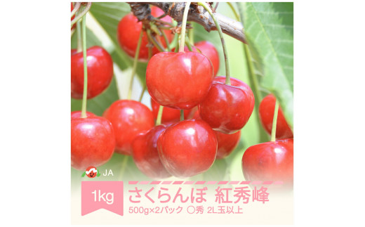 さくらんぼ 紅秀峰 500g×2パック 2023年産 ja-bspcx1000