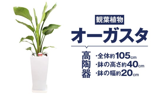 オーガスタ 観葉植物 高陶器 高さ約40cm 幅約20cm 7寸 植物 インテリア ガーデン 333696 - 熊本県高森町