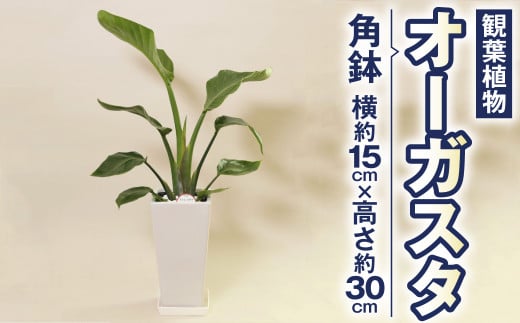 オーガスタ 観葉植物 角鉢 横約15cm×高さ約30cm 6寸 植物 インテリア ガーデン 333694 - 熊本県高森町