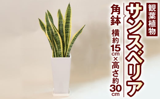 サンスべリア 観葉植物 角鉢 横約15cm×高さ約30cm 6寸 植物 インテリア ガーデン 333693 - 熊本県高森町