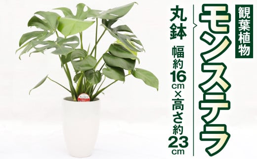 モンステラ 観葉植物 丸鉢 幅約16cm×高さ約23cm 6寸 植物 インテリア ガーデン 333695 - 熊本県高森町