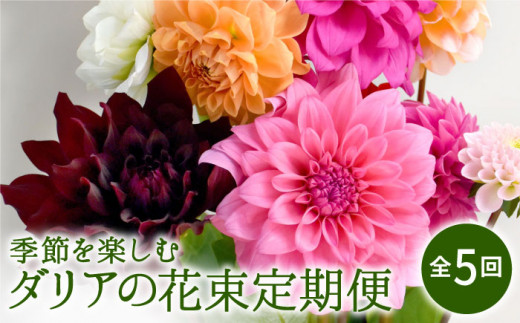 農家直送 全5回 季節を楽しむ ダリア 花束 定期便 かわさき花園 Ibk007 佐賀県白石町 ふるさと納税 ふるさとチョイス