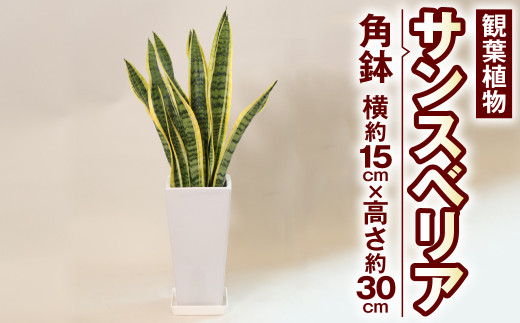 サンスべリア 観葉植物 角鉢 横約15cm×高さ約30cm 6寸 植物 インテリア ガーデン