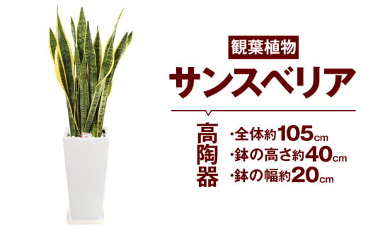 サンスベリア 観葉植物 高陶器 高さ約40cm 幅約cm 7寸 植物 インテリア ガーデン 熊本県高森町 ふるさと納税 ふるさとチョイス