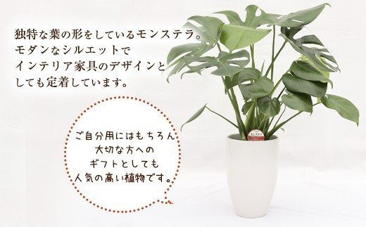 モンステラ 観葉植物 丸鉢 幅約16cm×高さ約23cm 6寸 植物 インテリア ガーデン