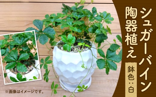 シュガーバイン 陶器植え 白 観葉植物 インテリア 40pt 長崎県大村市 ふるさと納税 ふるさとチョイス