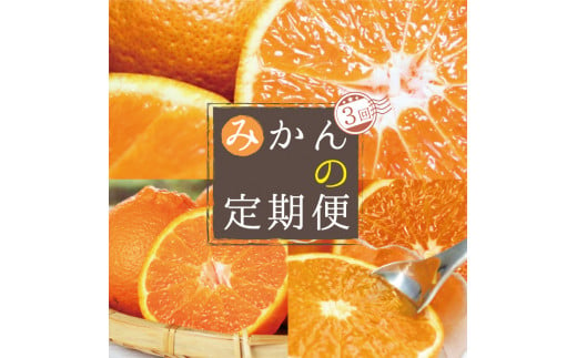 【3か月定期便】人気の柑橘を集めた！みかんの定期便 764357 - 和歌山県古座川町
