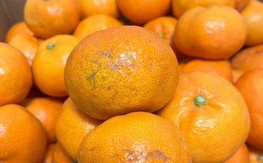 【先行予約】令和5年10月発送開始 熊本県 八代市産 ご家庭用 みかん 5kg 蜜柑 柑橘 ミカン