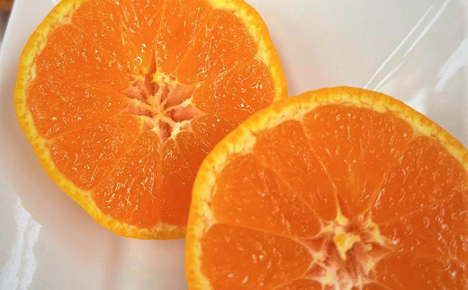 【先行予約】令和5年10月発送開始 熊本県 八代市産 ご家庭用 みかん 5kg 蜜柑 柑橘 ミカン