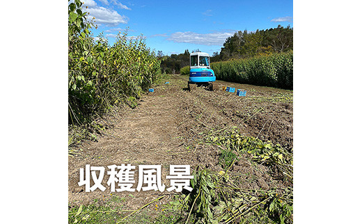 2021年　北海道ニセコ産　生キクイモ　5kg （農薬不使用）【26002】