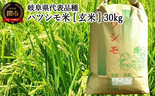 G30-08 【岐阜県代表品種】令和5年産ハツシモ米 【玄米】30kg L6