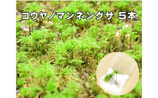 コウヤノマンネングサ [Climacium japonicum] 人工栽培品種 5本 291963 - 愛媛県西予市