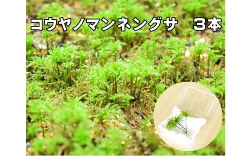 コウヤノマンネングサ [Climacium japonicum] 人工栽培品種 3本 291962 - 愛媛県西予市