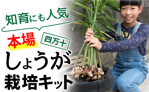 知育にも人気 本格農業体験しょうが栽培キット Fis 02 高知県四万十町 ふるさとチョイス ふるさと納税サイト