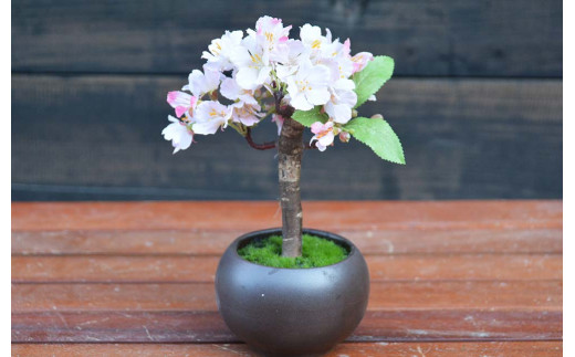 ミニ桜盆栽 造花 高知県越知町 ふるさと納税 ふるさとチョイス