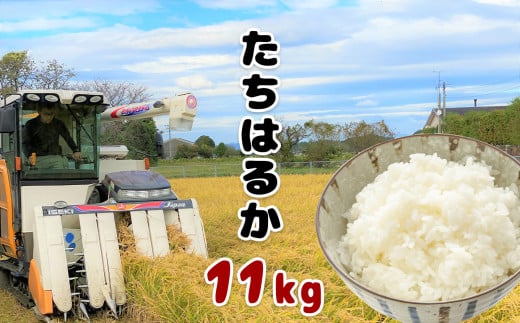 たちはるか （ 検査米 ） 11kg | 米 こめ お米 おこめ 白米 精米 熊本県 玉名市