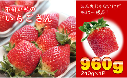 【先行予約（１月から順次出荷】 不揃い粒のいちごさん960ｇ（240ｇ×４Ｐ）江島農園  苺