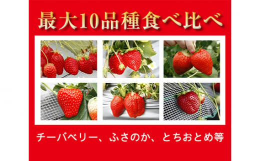 No.181 【山武市産いちご　3箱】いちご食べ比べセット（最大10品種の食べ比べ）「1月中旬より順次発送」 ／ 苺 イチゴ 果物 千葉県 特産品